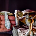 WASHINGTON, DC - FEBRUARY 5:
A DC resident has an operation growing psilocybin mushrooms, including these Psilocybe cubensis mushrooms, in Washington, DC, on Monday, February 5, 2020.  With the legalization of marijuana, advocates are now pushing for other legalizations, like psilocybin mushrooms.  Activists in Colorado, Oregon and California have pushed for approval of psilocybin mushrooms and now folks in the District are starting.  Many claim medicinal uses - depression, PTSD and other disorders - as is the case in some European countries.
(Photo by Jahi Chikwendiu/The Washington Post via Getty Images)